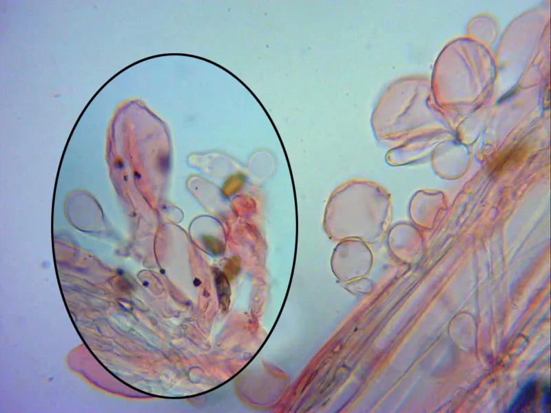 Agrocybe retigera 10 - Caulocistidios parte alta x 400